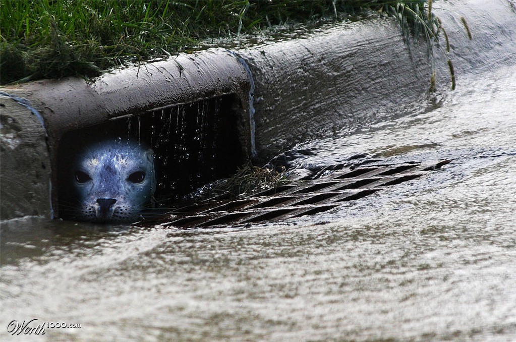 Drain Seal