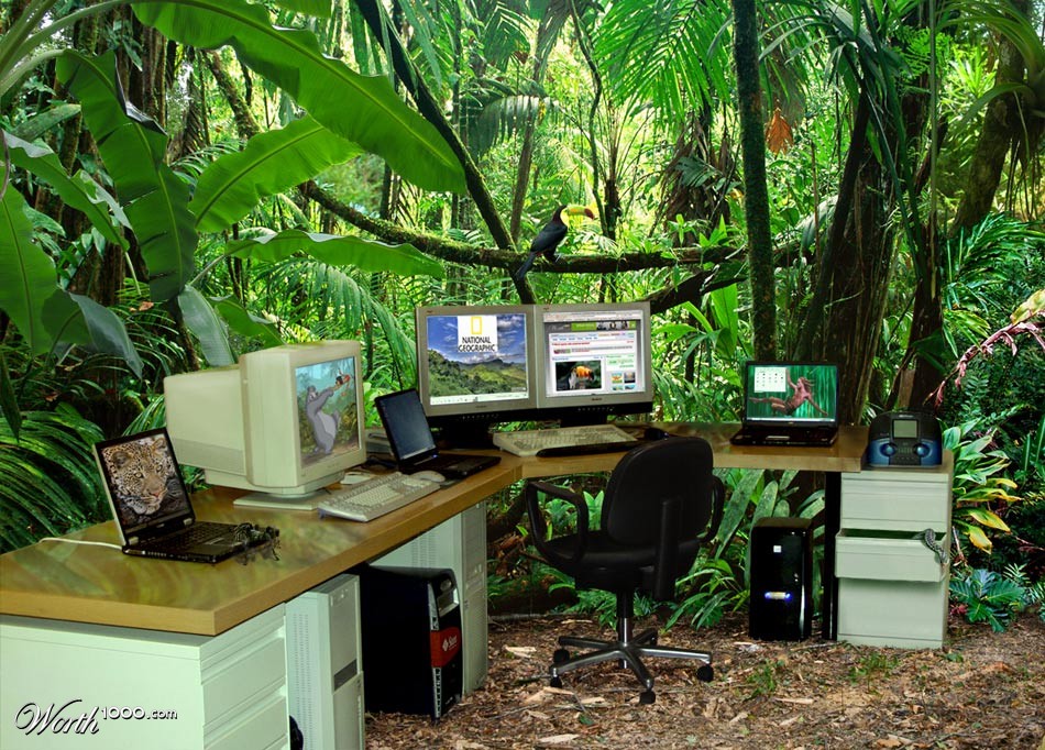 jungle office