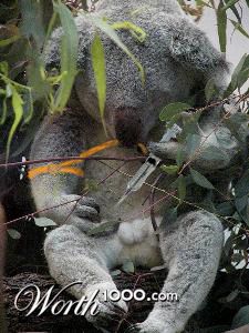 koala