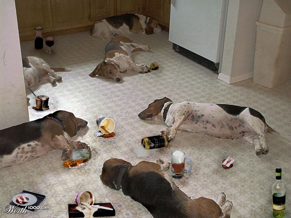 Party'dOutAnimals