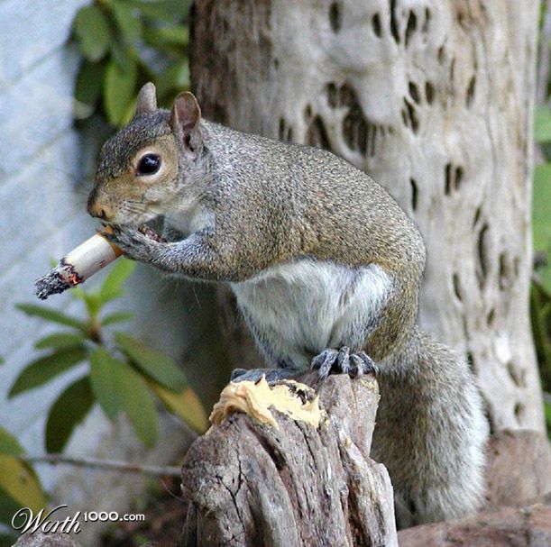 Heavy Smoker!