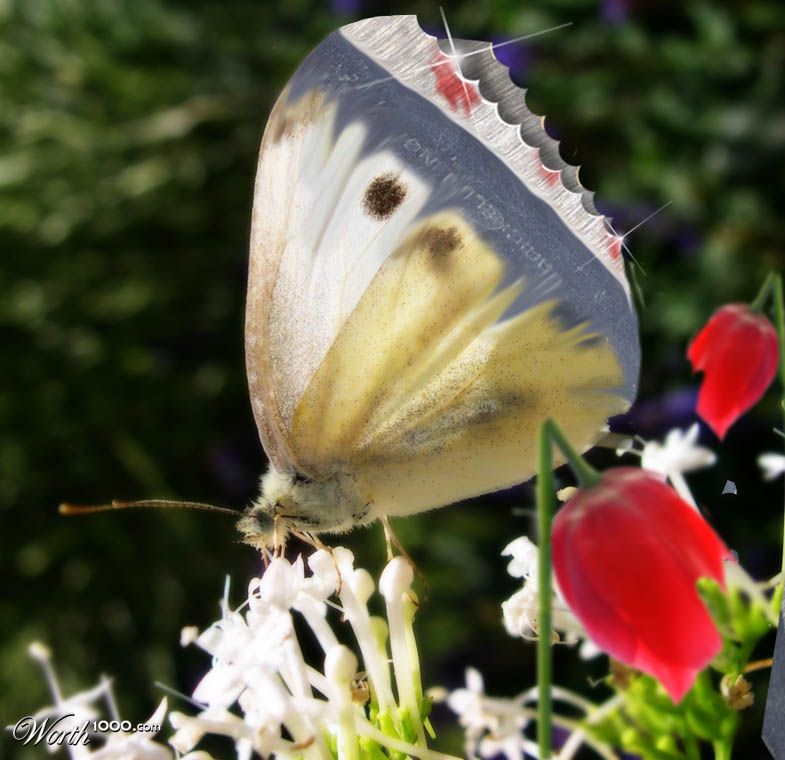butterflyknife