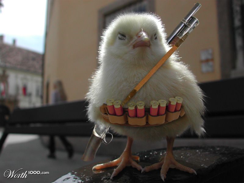 Little Rooster