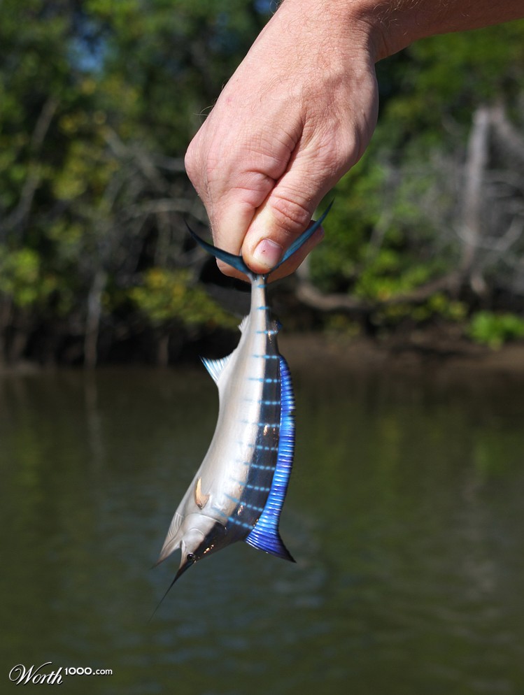 ~Small Swordfish~