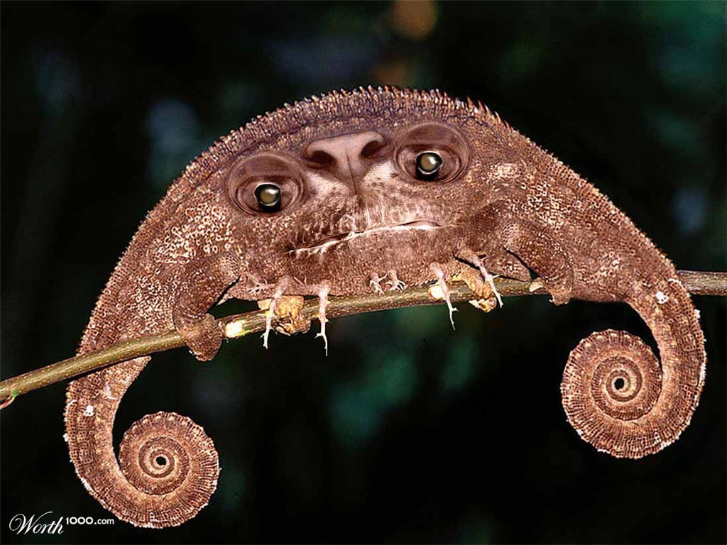 Chamelosarus
