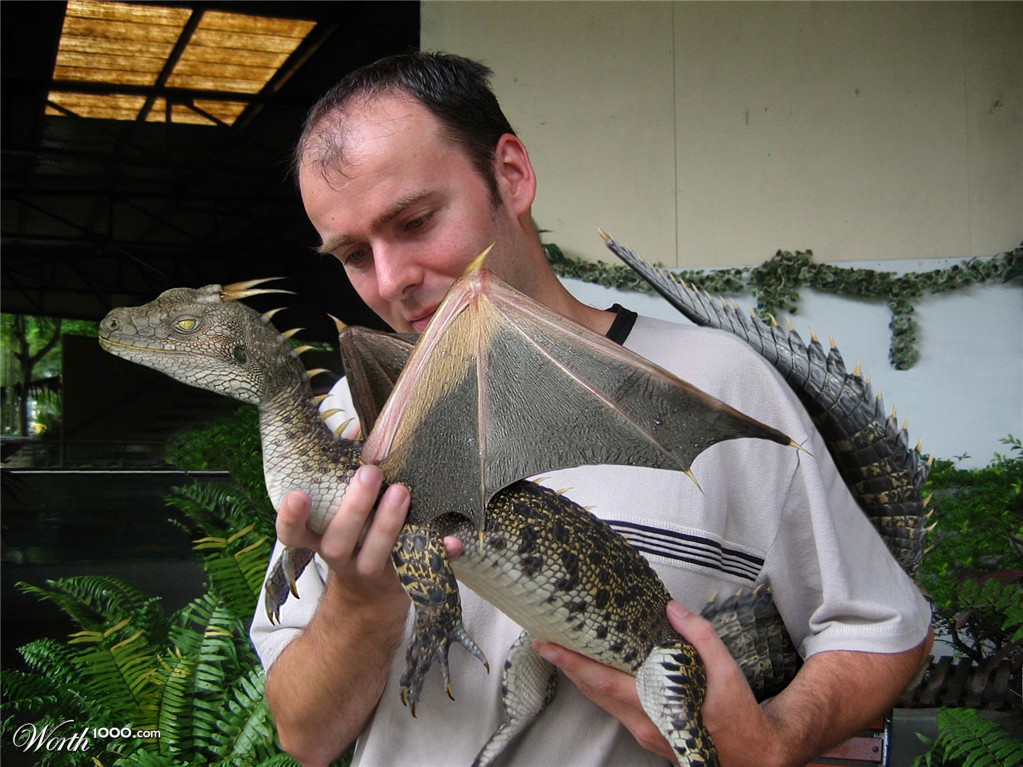 Baby dragon