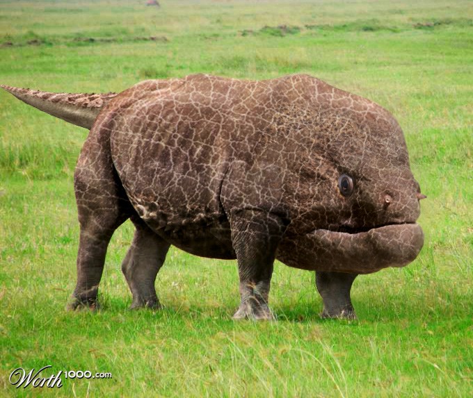 Rhinorish
