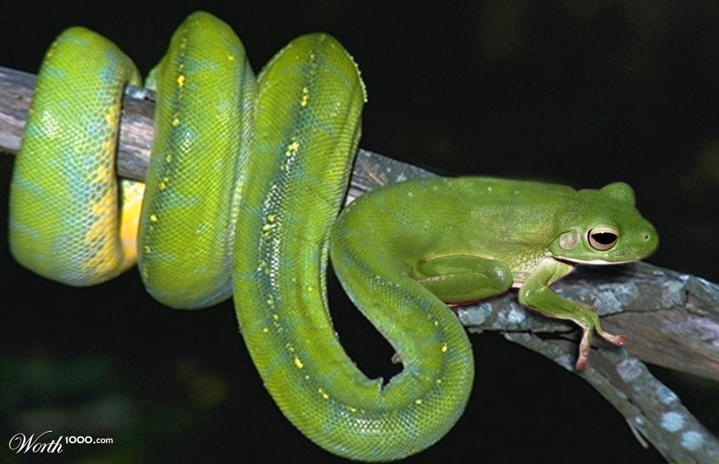 Frogysnake