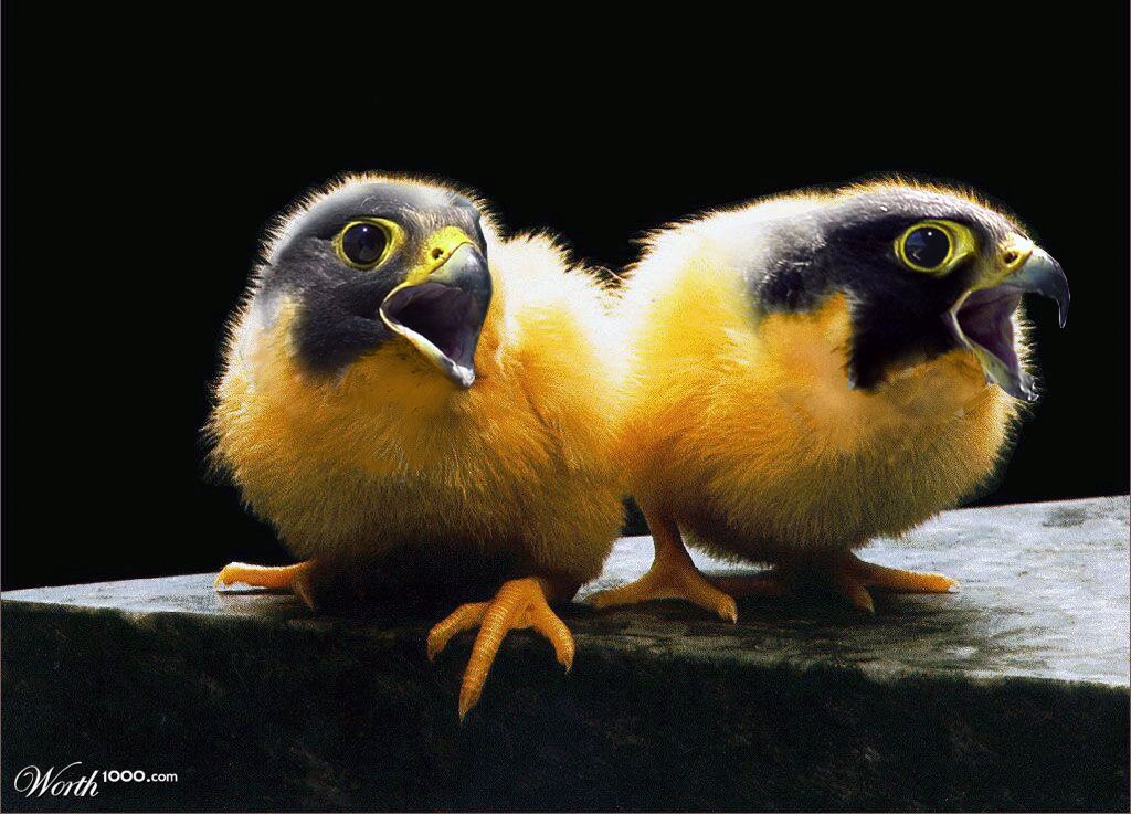 Twins