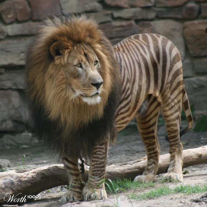 zebrion