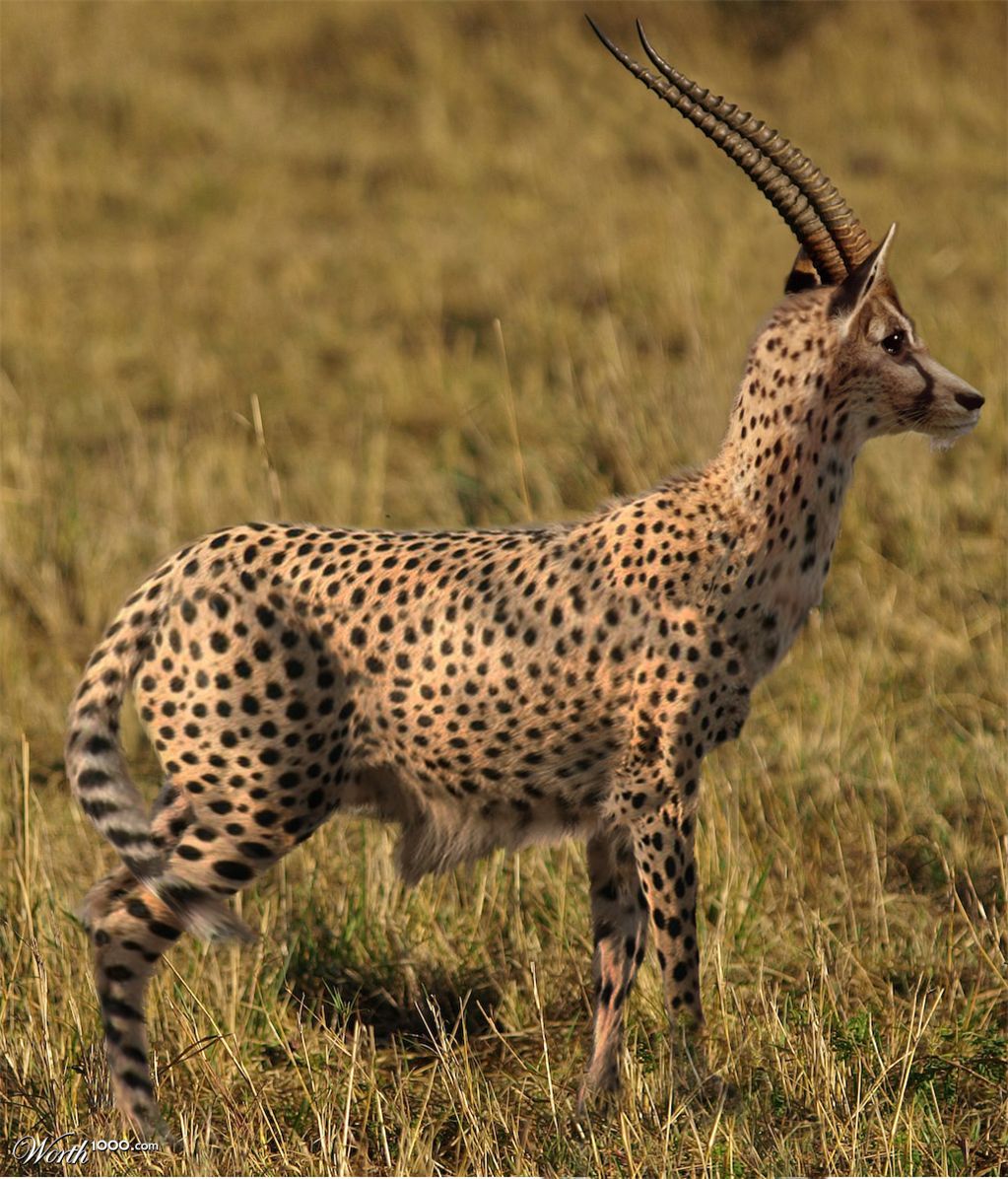 GazelleCheetah