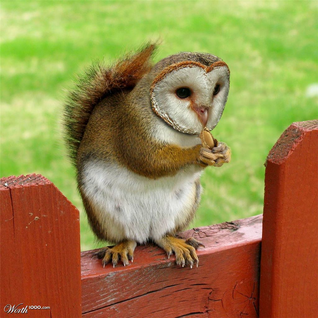 Squirrowl