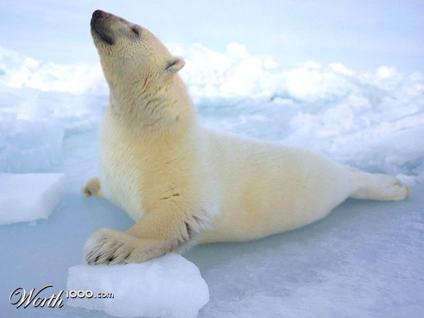 polar bear-seal