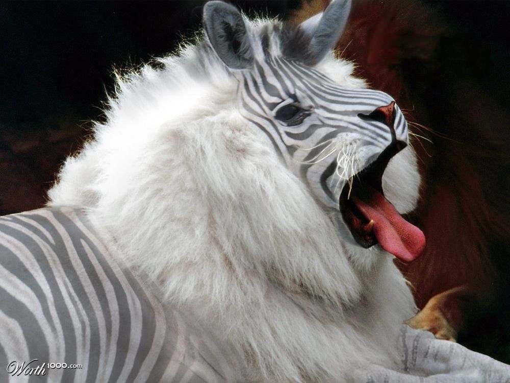 Striped Lion