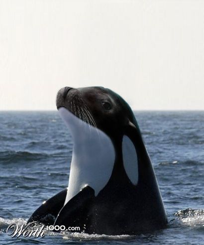 orca-foca