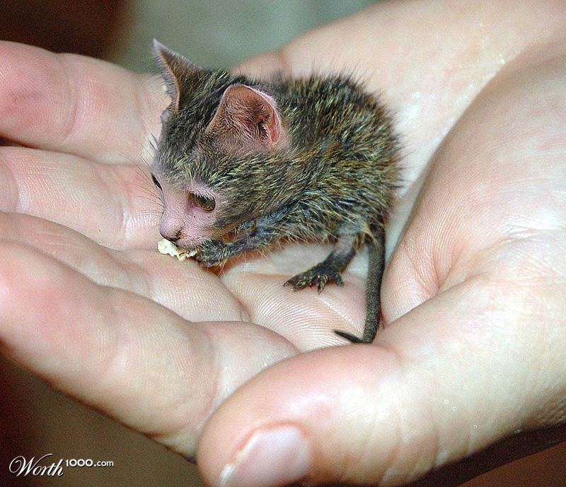 Rat cat