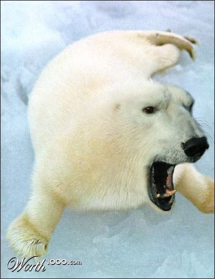 Polar Pup