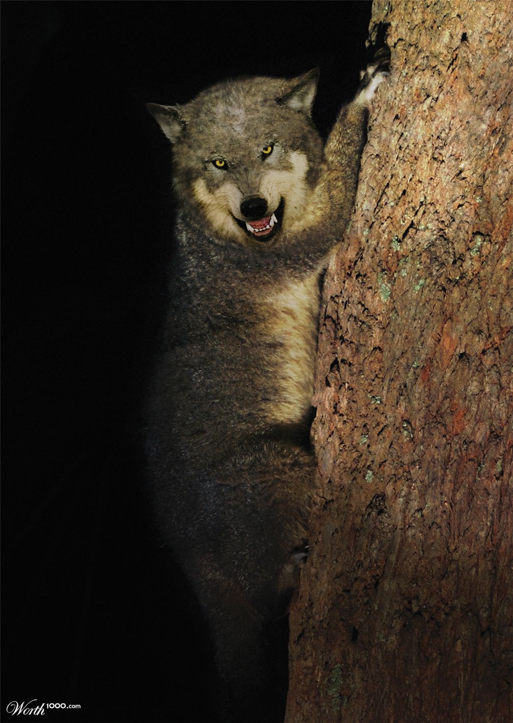 lupus-phalangeriformes - wolf possum