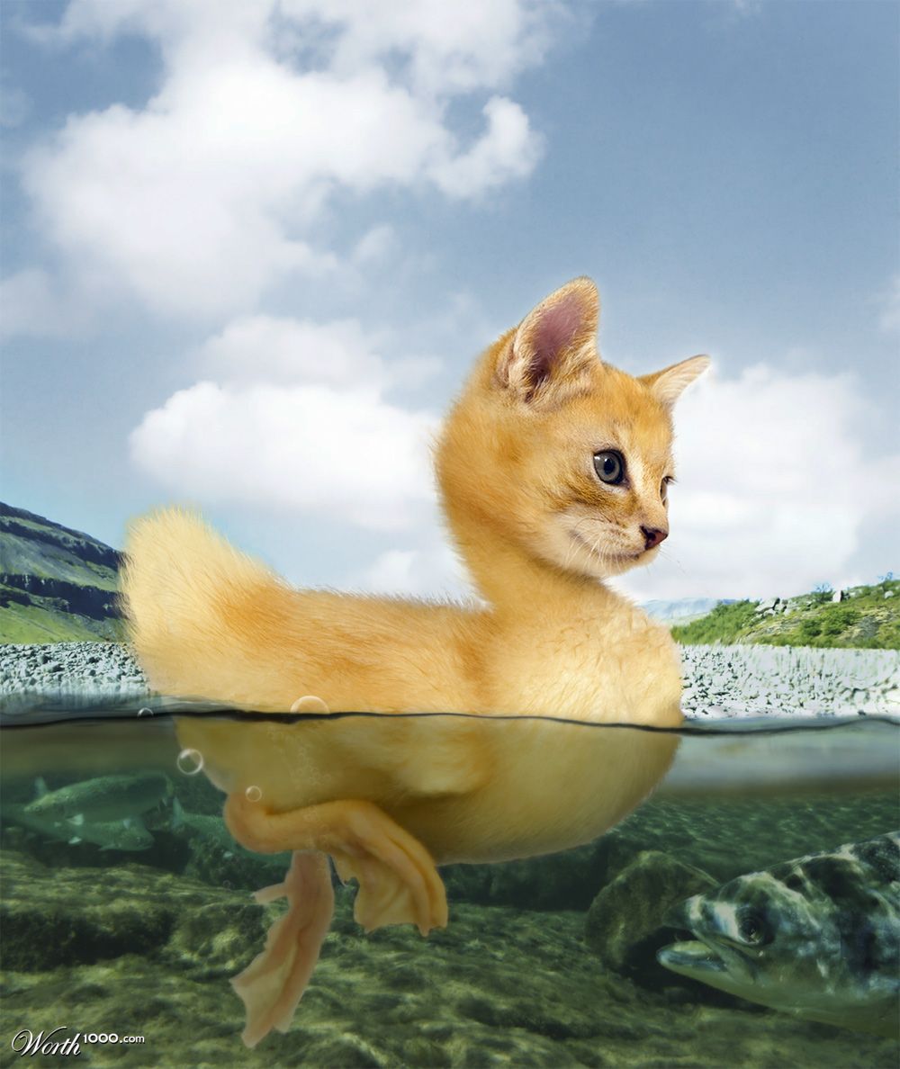 Kitten Duckling
