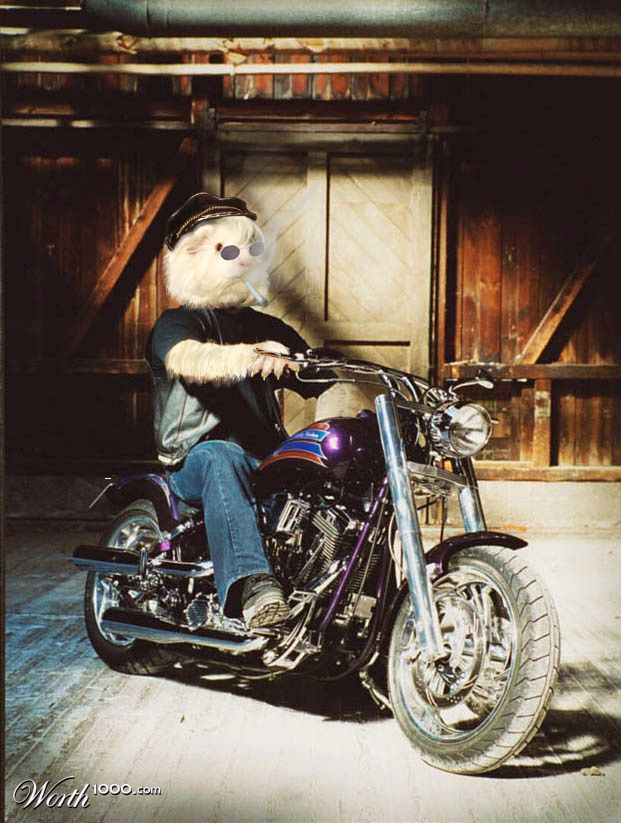 Harley Pig