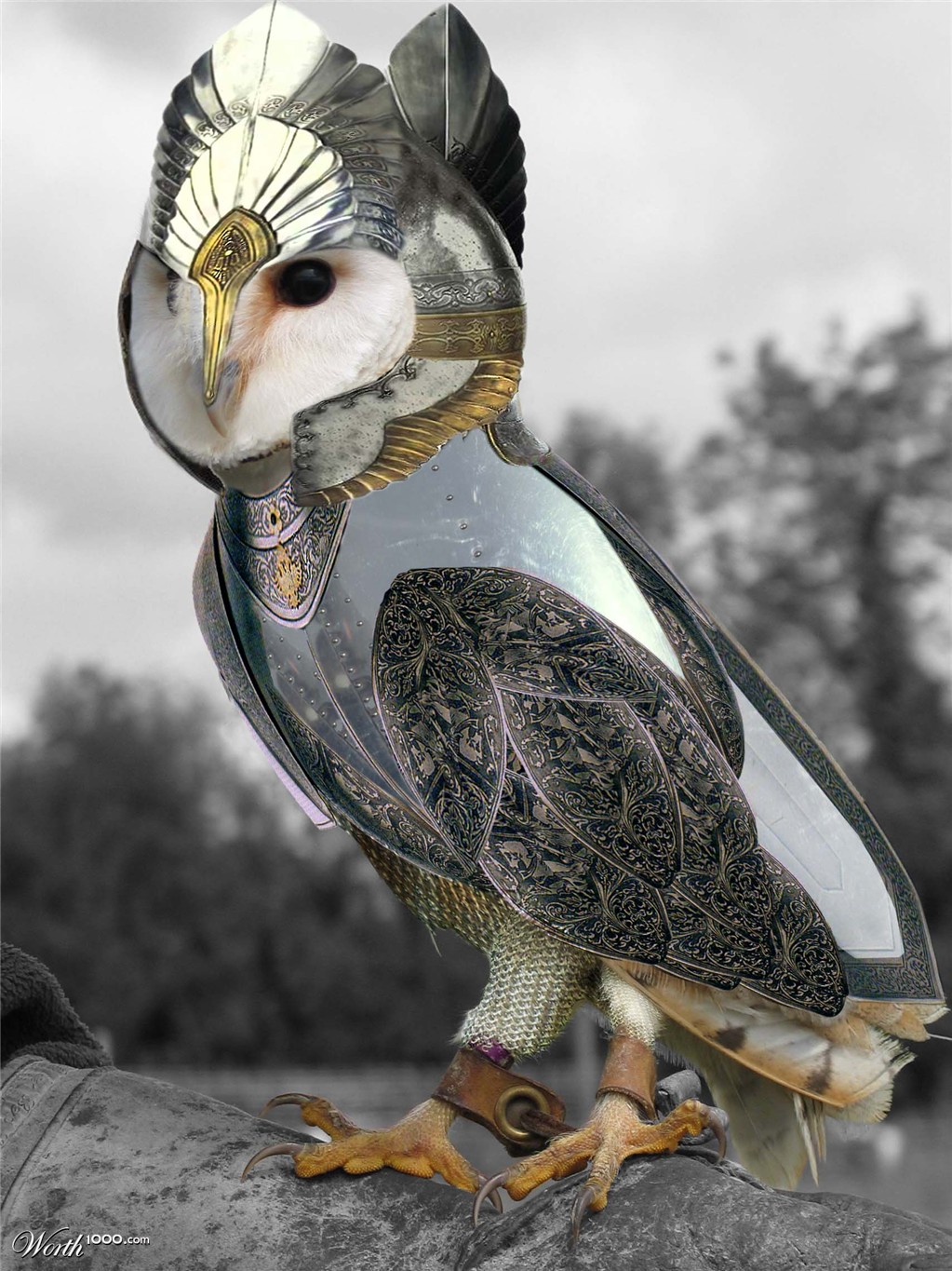 owl