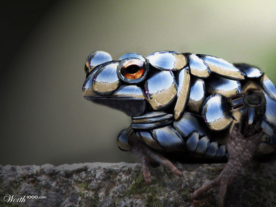 The toad