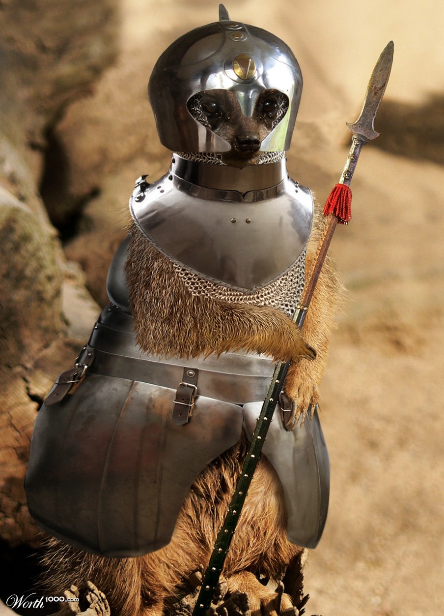 Meerkat