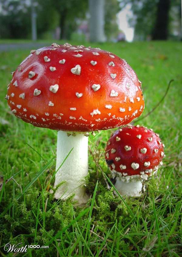 Mushroom love