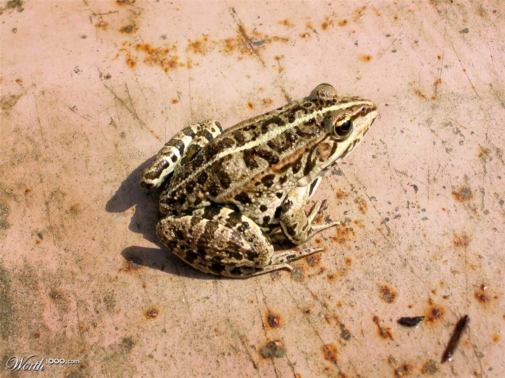 Frog
