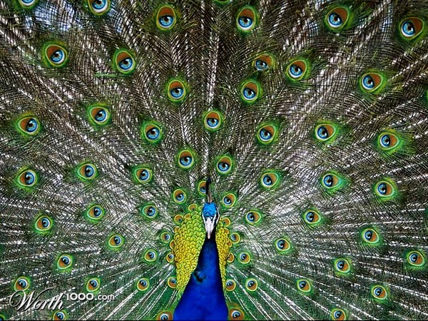 pavo real