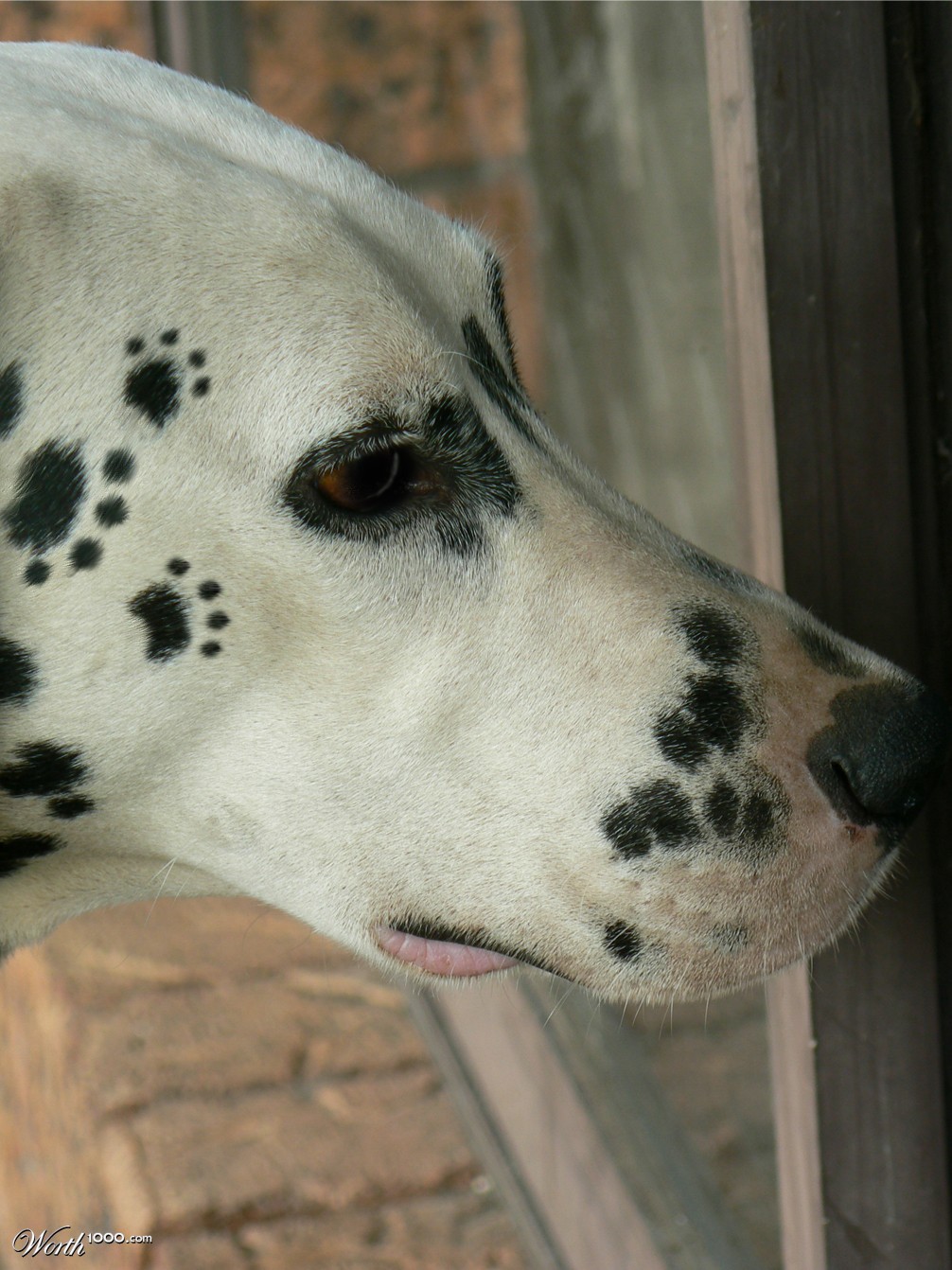 Paws