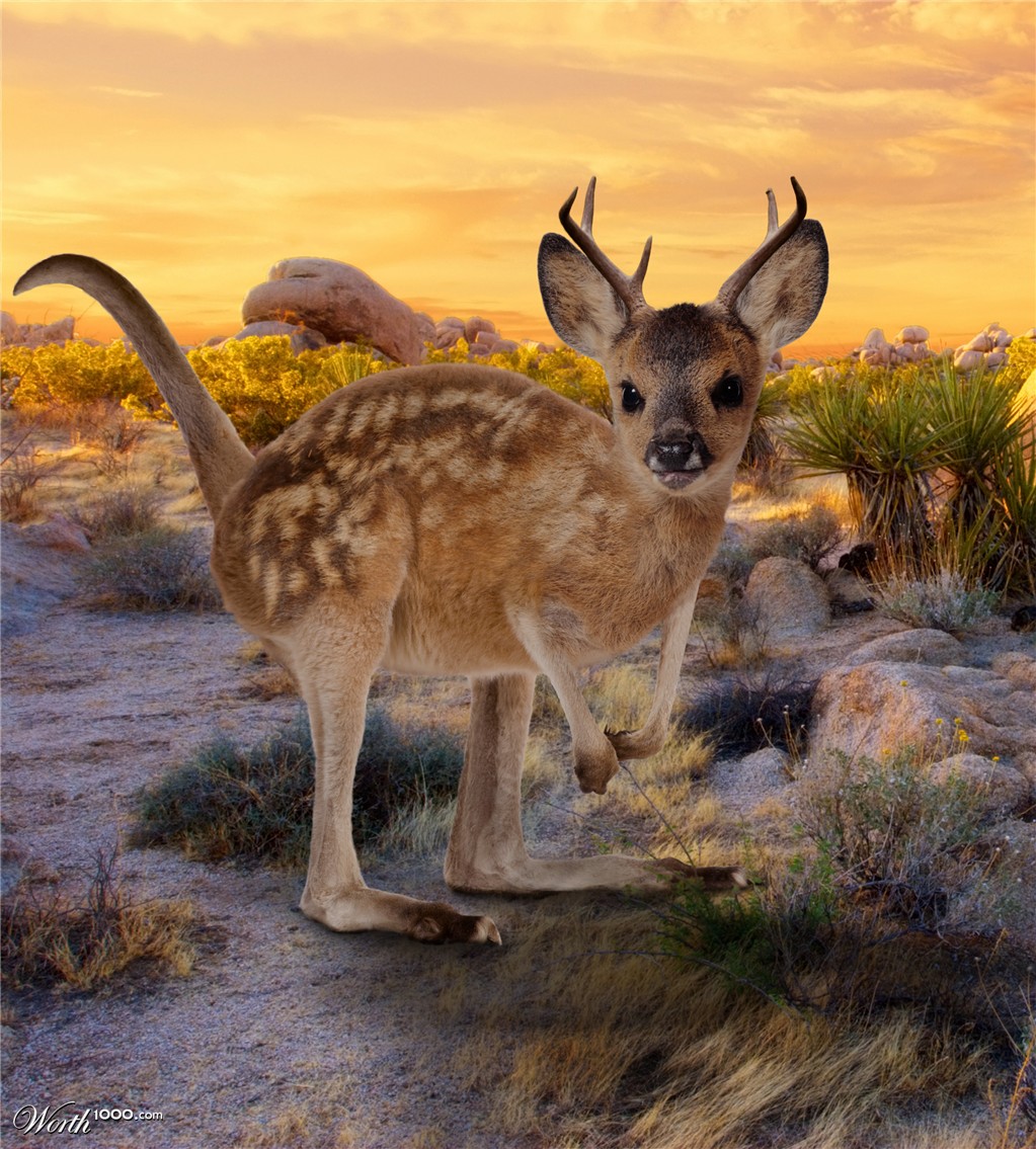 kangasomething