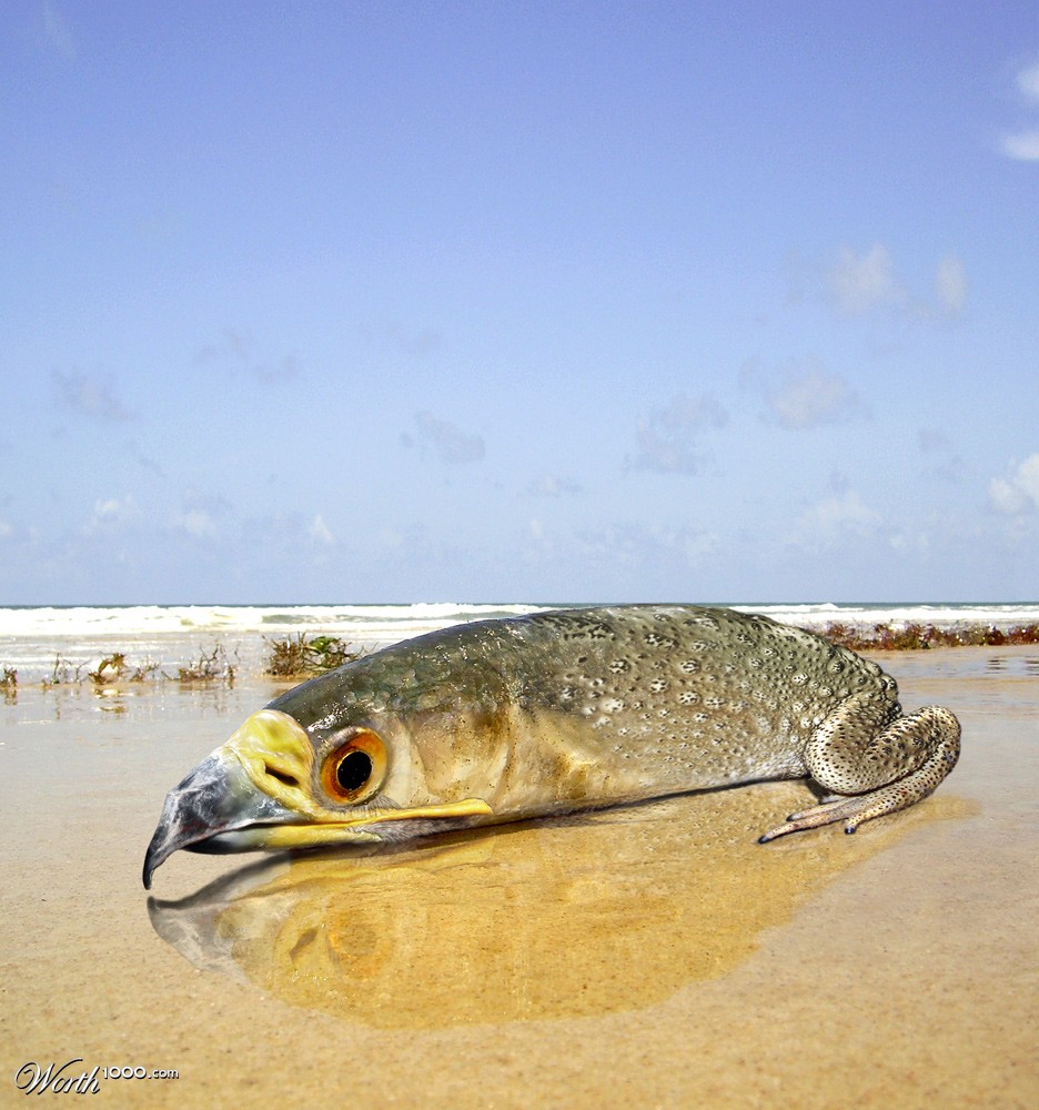 Beaked Leaping Fish