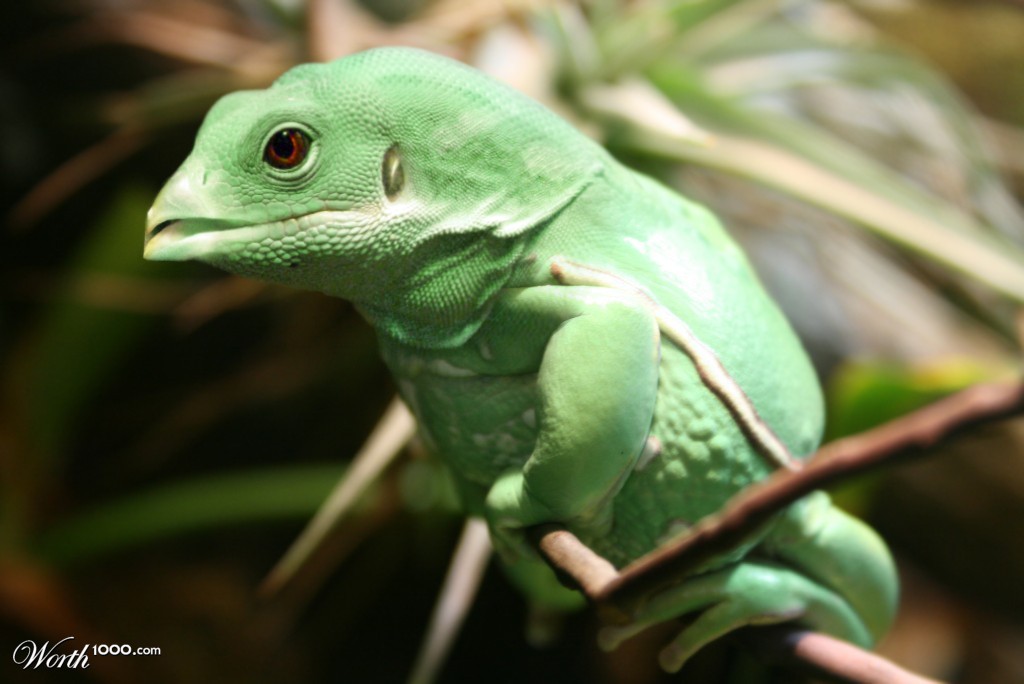 repfrog