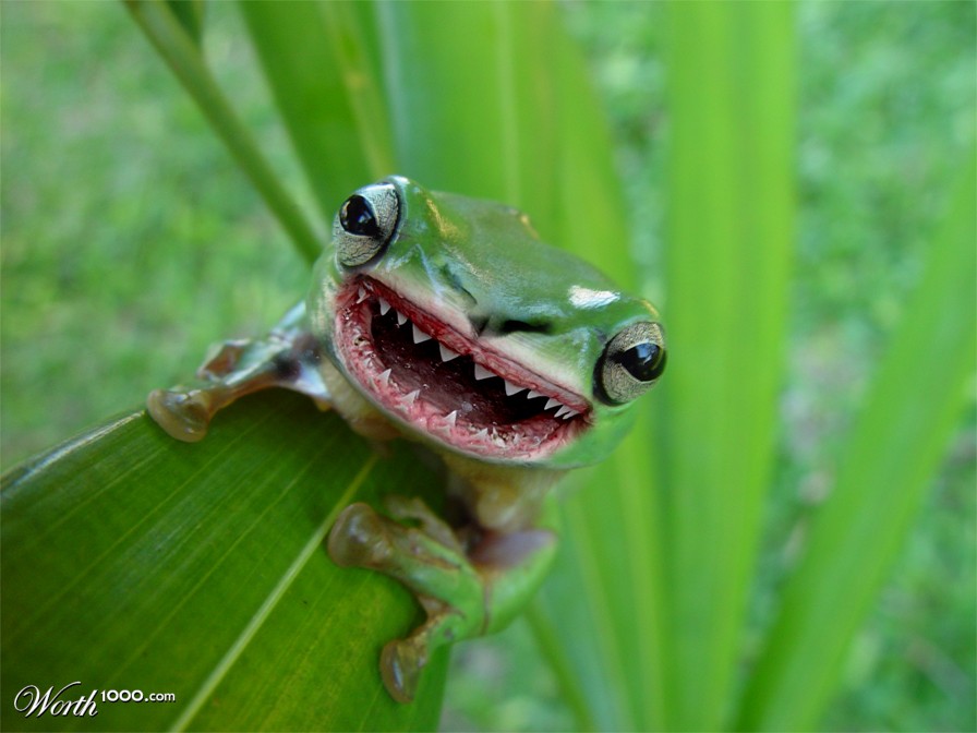 Frog.cat.shark