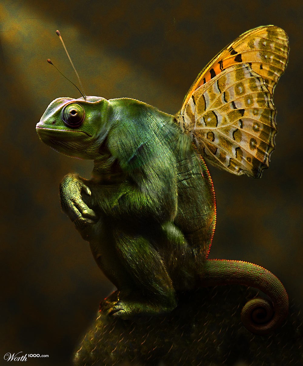 Monkey/Moth/Chameleon