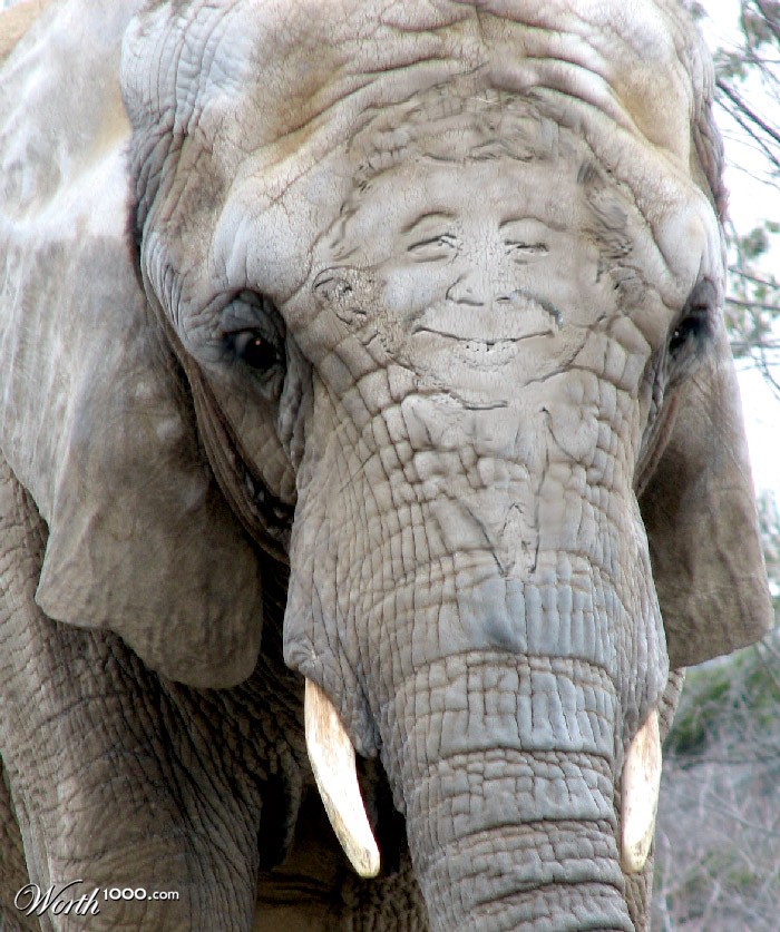 Mad elephant