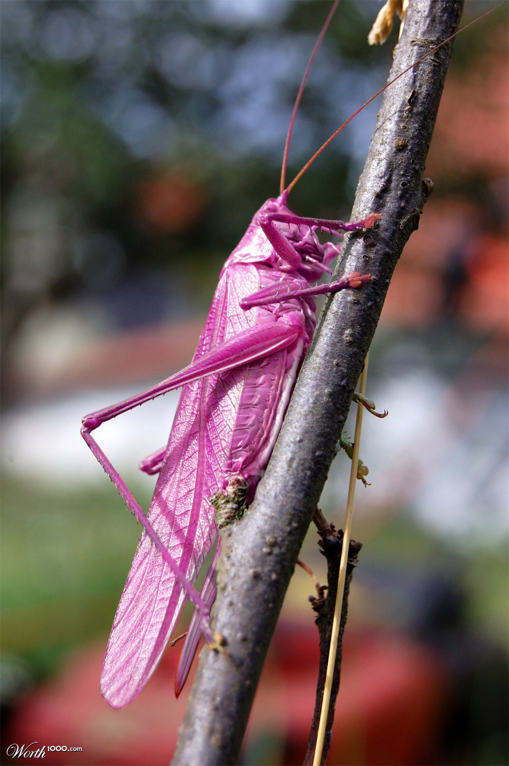 Pinkier than the grass