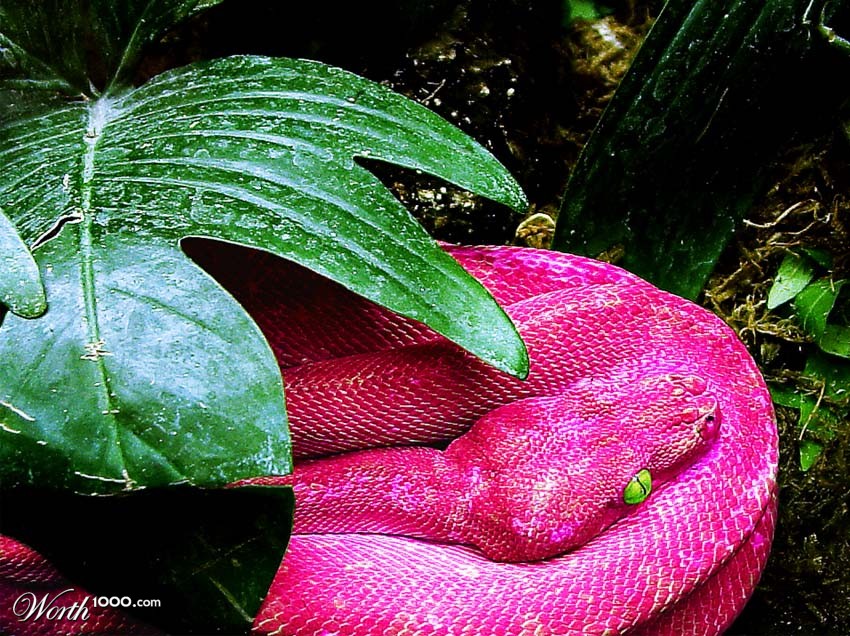pink tree python