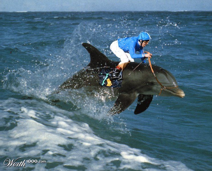 dolphin racing