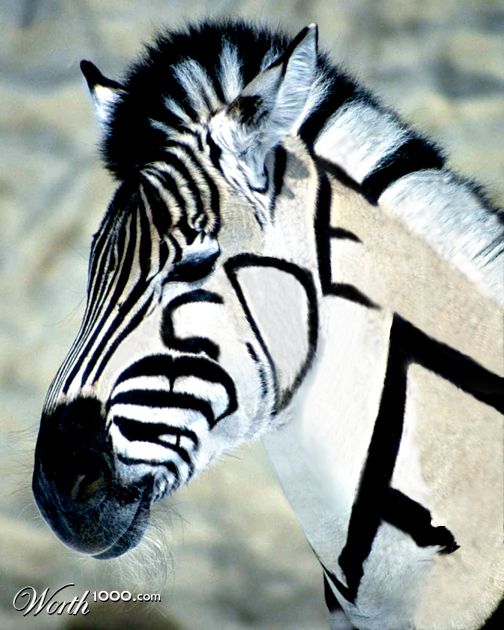 A To Zebra