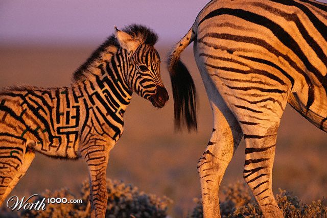 Zebra