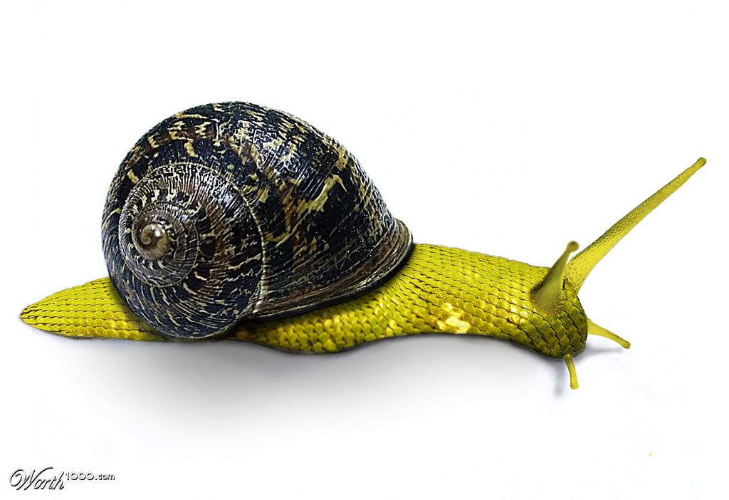 snakesnail