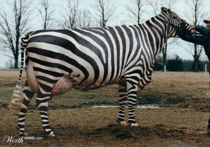 African Holstein