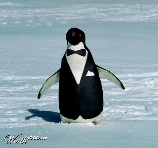 Armani Penguin