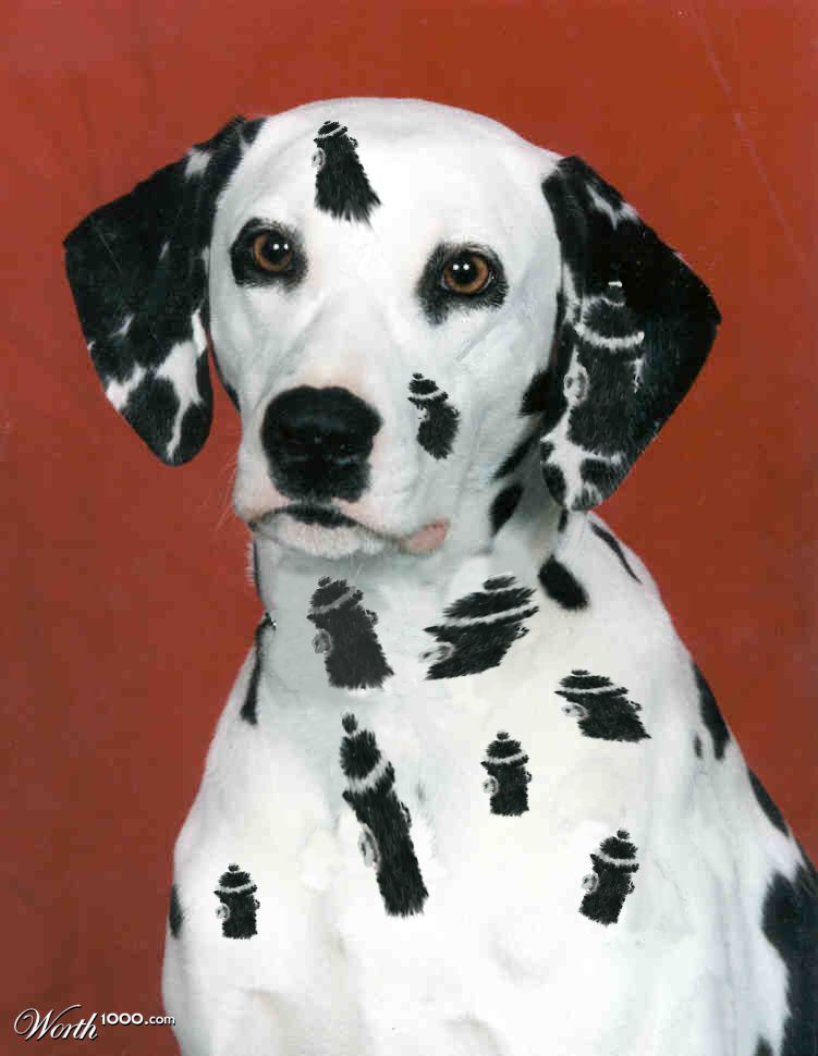 Dalmation
