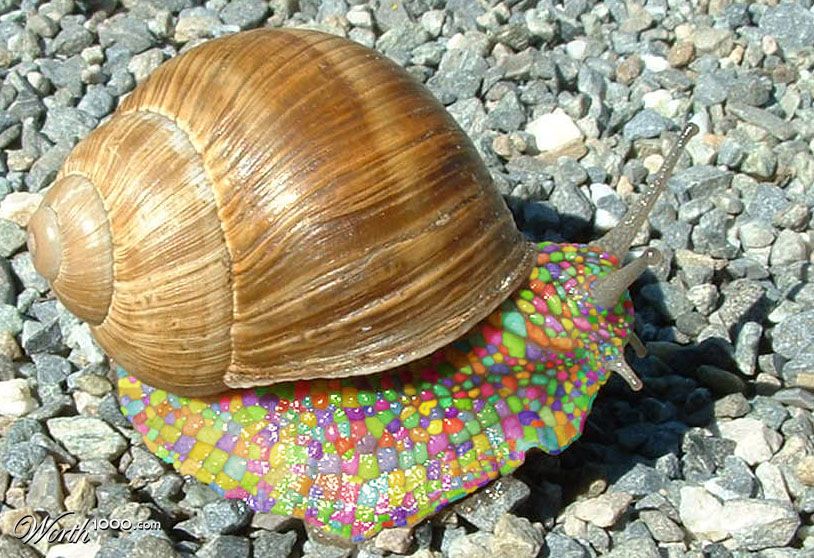 Rainbow Snail