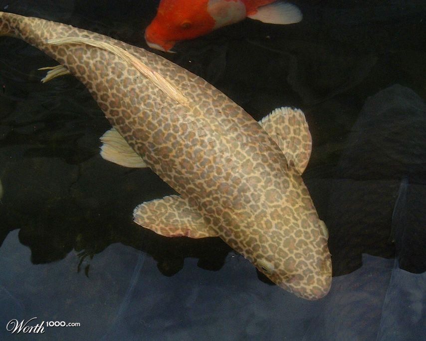 Catfish?
