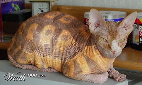 Tortoiseshell Cat