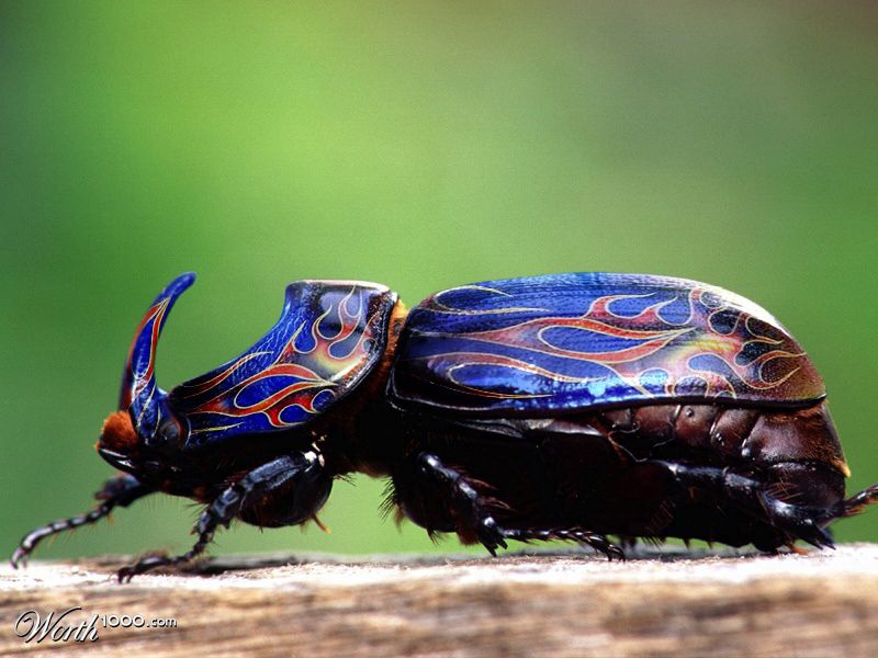 Tricked Out Bug